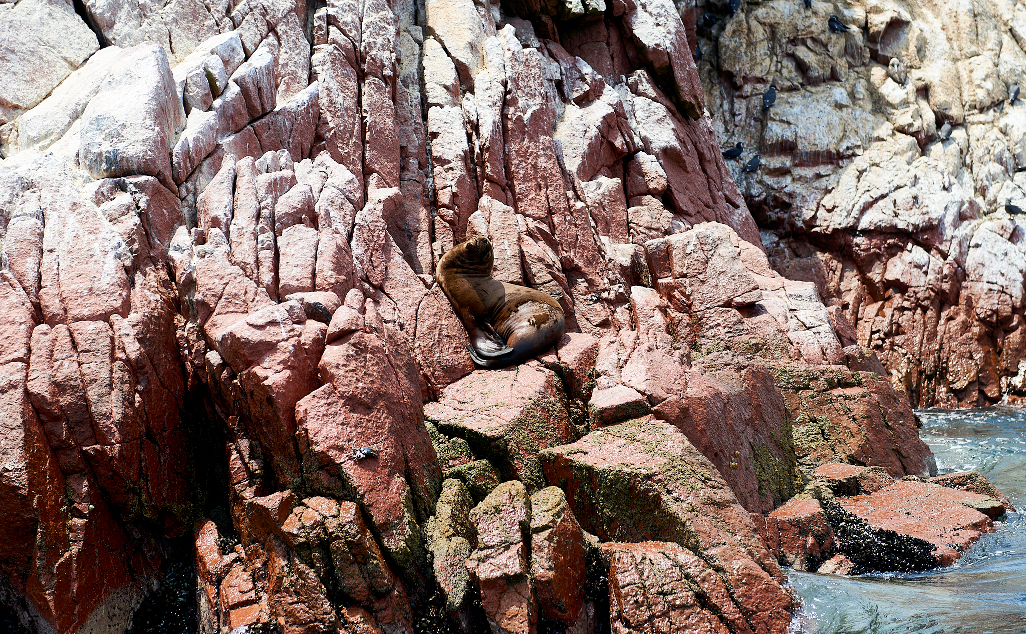 20200304 165 [페루] 바예스타섬